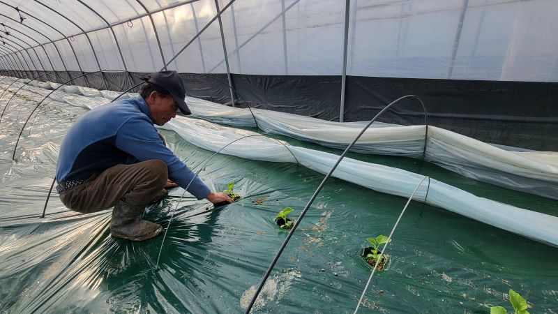▲ 천안지역 농업인 이필영씨가 하늘그린 멜론을 정식하고 있다.ⓒ천안시