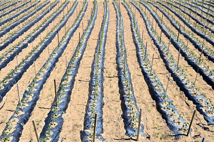 ▲ 청송군(군수 윤경희)은 피복비닐 수거에 따른 노동력을 줄이고 지속 가능한 농업기반 구축을 위해 지난 10년간 시범사업으로 추진해 온 생분해 멀칭필름 재배를 성공적으로 마무리하고, 내년부터 이를 청송군 관내 농정지원사업으로 확대 추진할 방침이다.ⓒ청송군