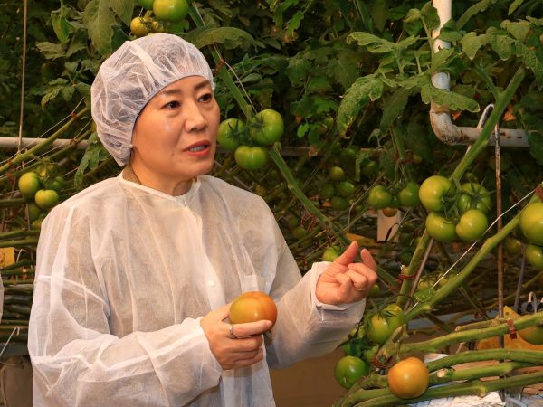 ▲ 송미령 농림축산식품부 장관이 12일 충남 홍성군 스마트팜 '옥토팜'에서  첨단 스마트농업 기술이 적용된 토마토 재배시설을 둘러봤다. ⓒ농림축산식품부