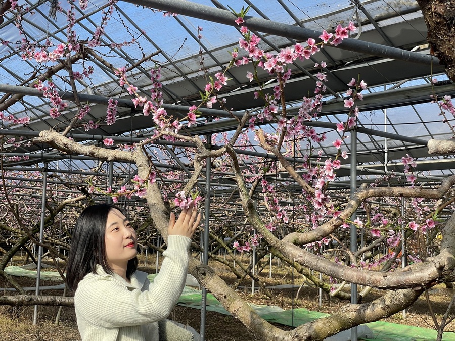 ▲ 봄을 알리는 가장 아름다운 신호, 복숭아꽃이 경산시 압량읍 복숭아 하우스에서 첫 개화를 시작했다.ⓒ경산시