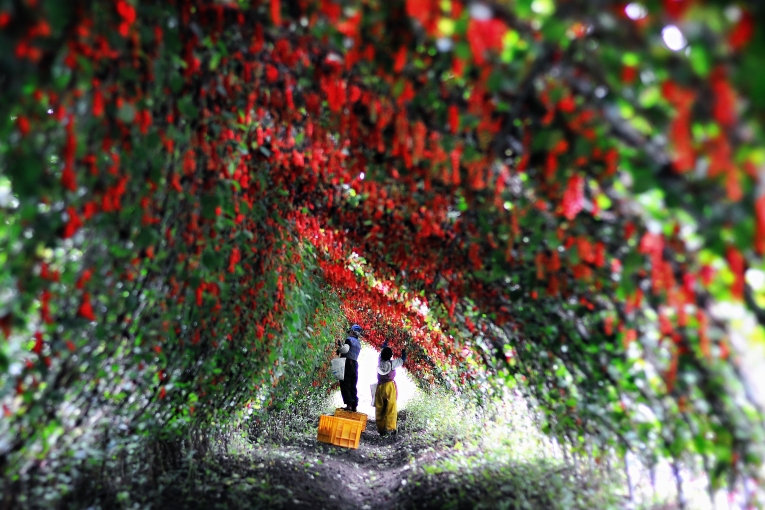 ▲ 오미자 농장.ⓒ문경시