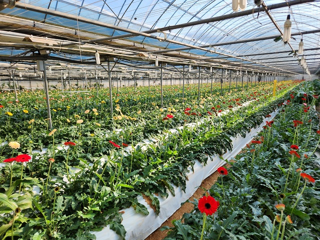 ▲ 봉화군 화훼 시설하우스에 거베라꽃이 활짝 피어 있다.ⓒ봉화군