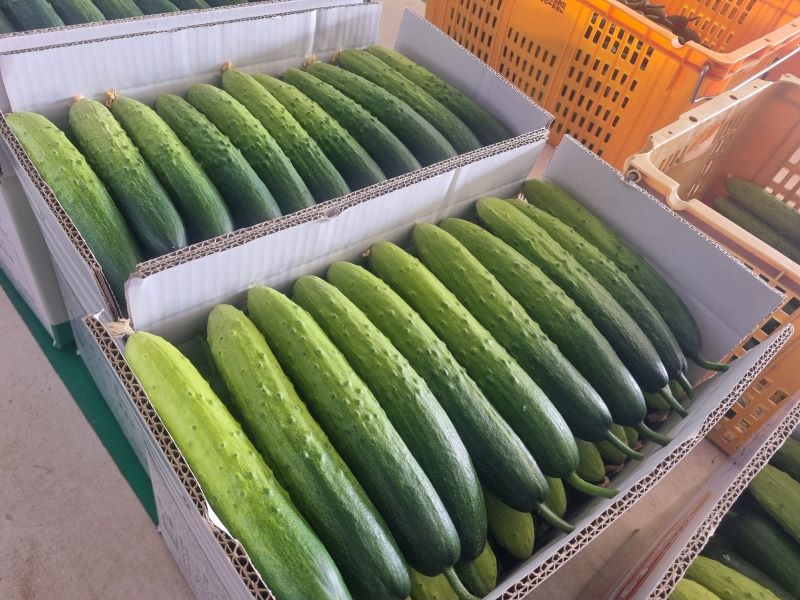 ▲ 천안지역 하늘그린오이가 출하를 위해 상자에 담기고 있다.ⓒ천안시