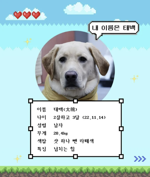 ▲ 김예지 국민의힘 의원이 소개한 새로운 안내견 태백이. ⓒ김예지 국민의힘 의원 페이스북 갈무리