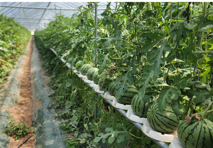 ▲ 진천군 애플수박 수직재배 사진.ⓒ진천군