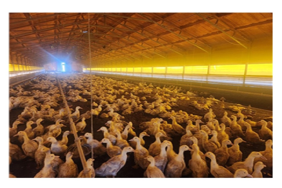 ▲ 충북도 동물위생시험소는 진천군 육용오리 고병원성 조류인플루엔자 발생 10km 방역대 해제를 위한 임상·정밀 검사를 오는 6일부터 실시한다.ⓒ충북도