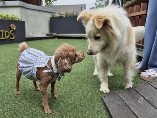 ▲ 선마을의 모범 반려견 '선이'(오른쪽)가 다른 반려견과 함께 멍멍스쿨 프로그램에서 교감하고 있는 모습ⓒ선마을