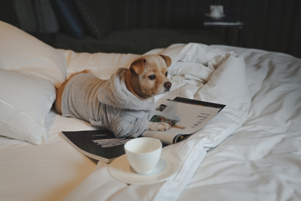 ▲ 펫 메종 패키지ⓒ콘래드 서울