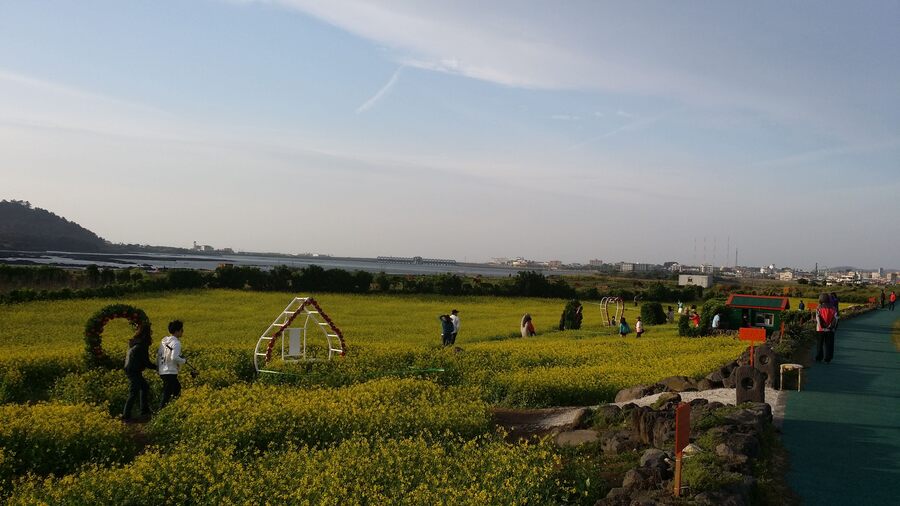 ▲ 서귀포시 성산일출봉 주변에 핀 유채꽃밭에서 상춘객들이 봄을 만끽하고 있다. ⓒ노재균 기자