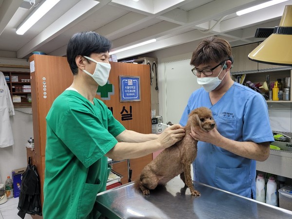 ▲ 인천 중구 유기동물보호센터에서 담당 직원이 반려동물에게 광견병 예방접종을 하고 있다. ⓒ인천 중구 제공