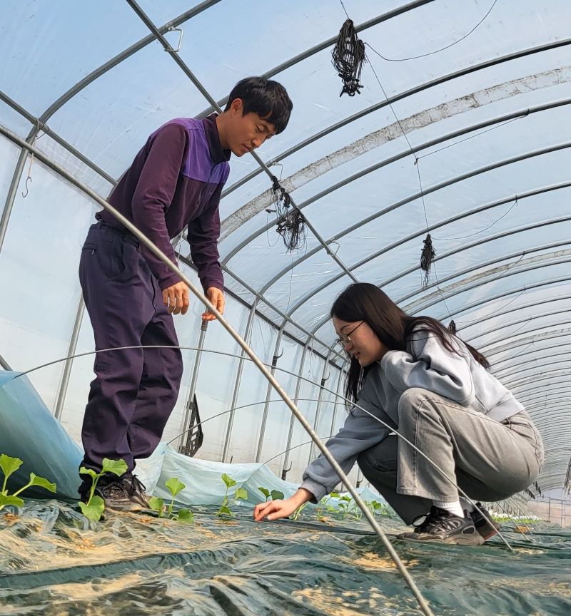 ▲ 천안시농업기술센터 관계자가 멜론 농가를 방문해 관리 요령을 지도하고 있다.ⓒ천안시