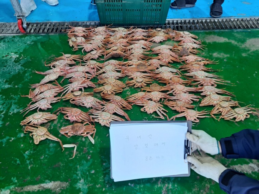 ▲ 해양수산부가 압수한 국내산 암컷 대게 ⓒ해수부