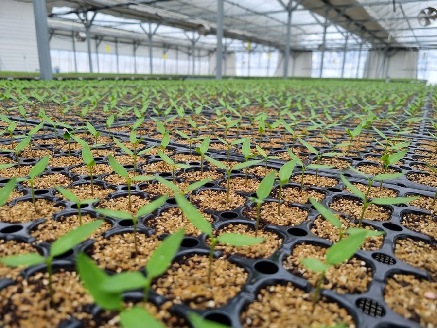 ▲ 단양군 육묘장 육모 전경.ⓒ단양군