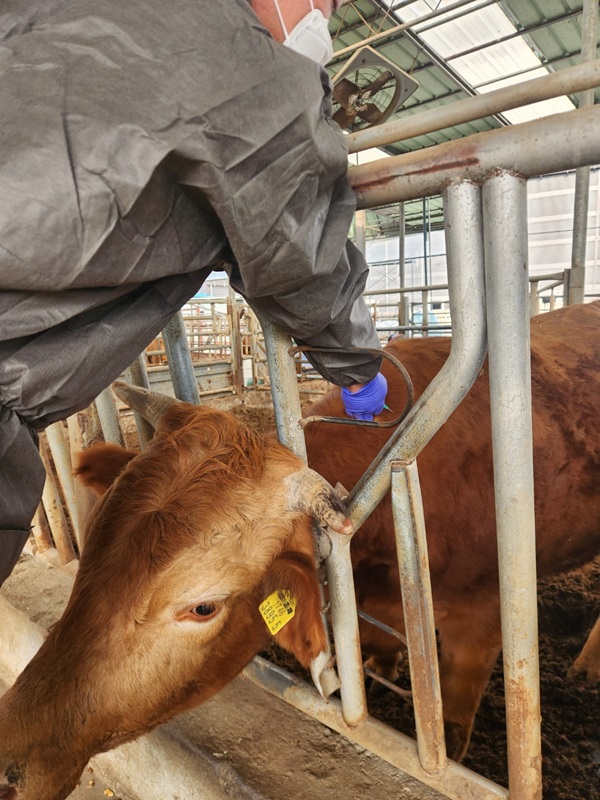 ▲ 청주시는 4월 1~14일 50두 이상 사육농가를 대상으로 2025년 소 럼피스킨 일제접종을 추진한다.ⓒ청주시