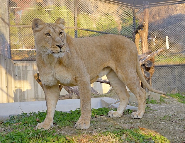 ▲ 청주동물원 구름이.ⓒ청주시