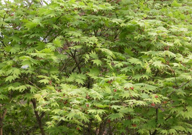 ▲ 당단풍나무.ⓒ낙동강생물자원관