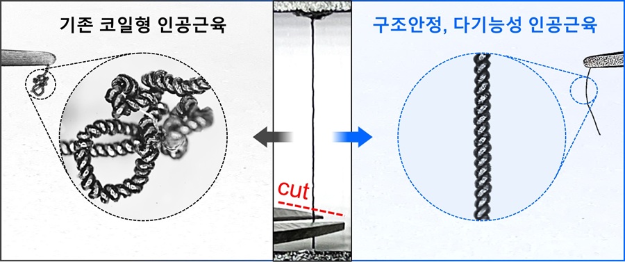 ▲ 구조안정, 다기능성 물 구동 인공근육 모식도.ⓒ한양대