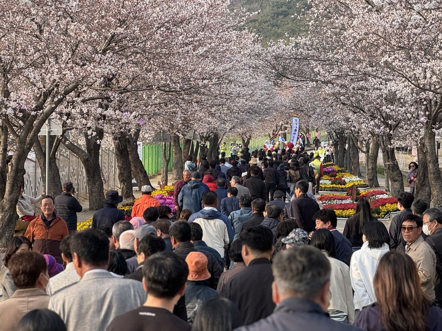 ▲ 고창군에서 열린 제3회 고창 벚꽃축제에 상춘책들이 축제에 참여하고 있다. ⓒ고창군 제공