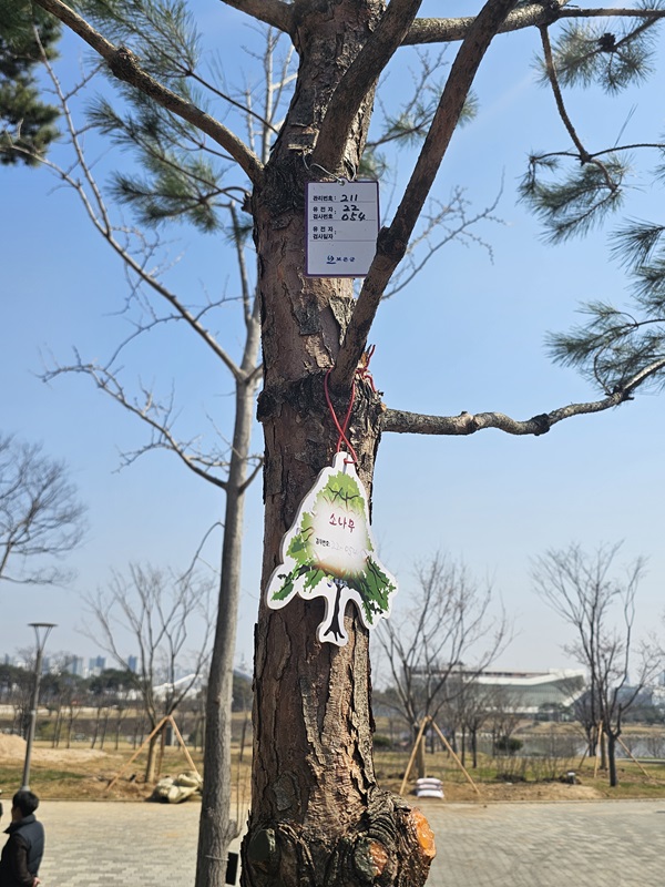 ▲ 충남 내포신도시 홍예공원에 심은 명품 소나무.ⓒ충남도