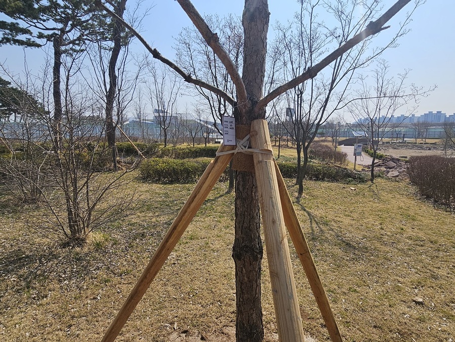 ▲ 충남 내포 신도시홍예공원에 심은 나무.ⓒ충남도