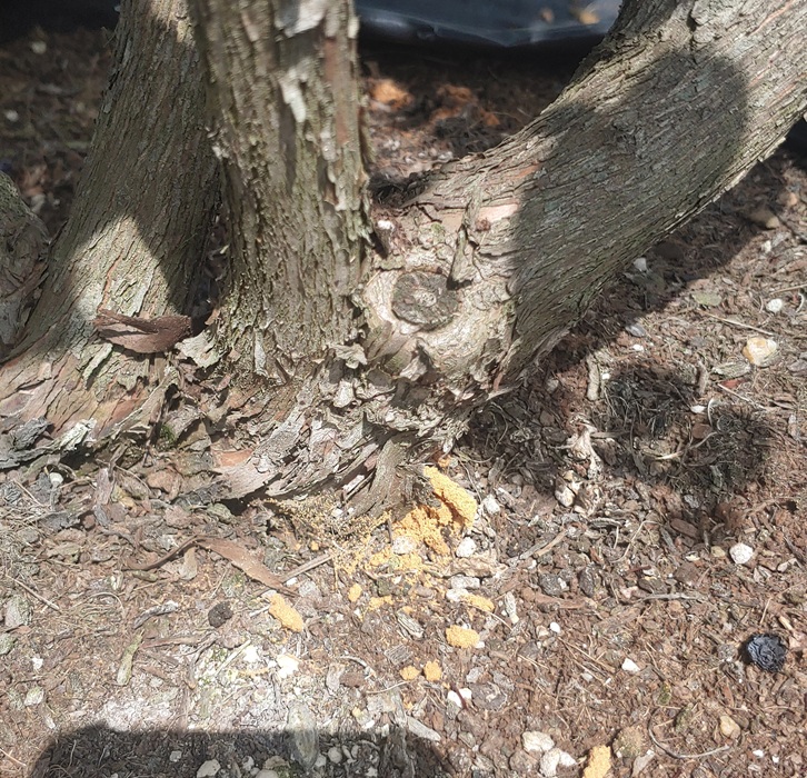 ▲ 알락하늘소 피해 사진.ⓒ증평군