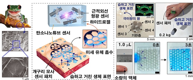 ▲ 성균관대 공동 연구팀이 양서류의 발바닥을 본떠 극미량의 체액을 실시간 감지하는 부드러운 근적외선 광학 바이오센서 점착 패치를 개발했다.ⓒ성균관대