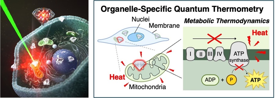 ▲ 표적화된 나노다이아몬드를 이용한 세포 내 소기관 대사작용의 양자 온도센서 모식도.ⓒ한양대