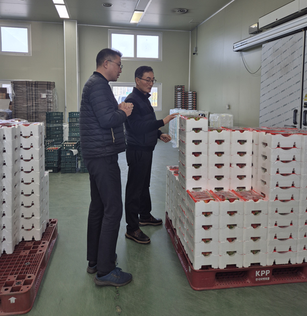 ▲ 충남 서부여농협이 최근 농산물유통센터에서 품질관리요원이 딸기 품질을 점검하고 있다.ⓒ부여군