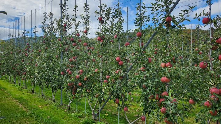 ▲ 사과 과수원 ⓒ뉴시스