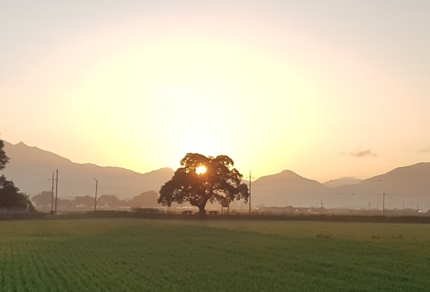 ▲ 보은군 탄부면 덕동마을에 위치한 왕버들나무(보은군 탄부면 덕동리 801)가 산림청에서 주관하는 ‘2025년 올해의 나무’ 선발대회에서 노거수 부문에 선정됐다.ⓒ충북도