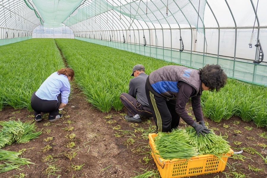▲ 증평군 지역 농산물 브랜드‘장뜰부추’가 올해 첫 출하를 시작했다.ⓒ증평군