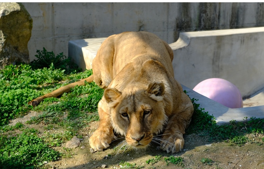 ▲ 청주동물원 회복한 구름이 사진.ⓒ청주시