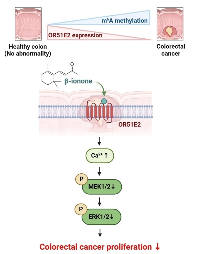 ▲ 후각 수용체 OR51E2는 대장암 조직에서 m⁶A 메틸화로 인해 그 발현이 감소한다. 천연 향기 성분인 베타-아이오논(β-ionone)이 OR51E2와 결합하면 세포 내 칼슘 농도가 증가하고, MEK-ERK 신호 전달이 억제되면서 대장암 세포 증식이 감소한다.ⓒ고려대