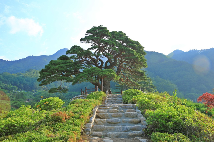 ▲ 강원도 영월군 산솔면의 상징인 290년 수령된 솔고개 소나무가 산림청이 주관하는 '2025년 올해의 나무' 보호수 부문에 선정되는 영예를 안았다. ⓒ영월군