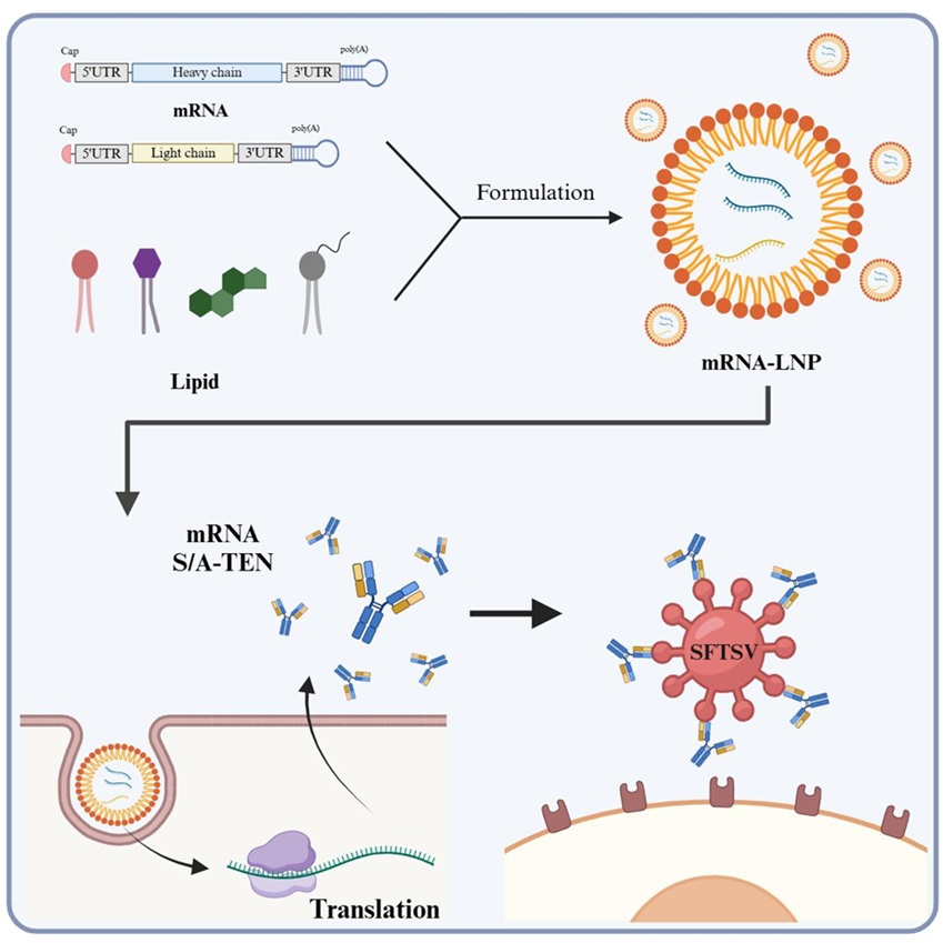 ▲ 살인 진드기 바이러스(SFTS)를 없애기 위해 몸속에서 항체를 직접 만들어 치료하는 과정. 항체를 구성하는 두 개의 유전자(무거운 사실과 가벼운 사슬)를 mRNA 형태로 설계해 지질나노입자(LNP)에 넣어 주사하면, 몸속에 들어간 mRNA가 항체 단백질로 변환(번역)되어 바이러스에 달라붙고 제거하는 역할을 수행한다.ⓒ가톨릭대