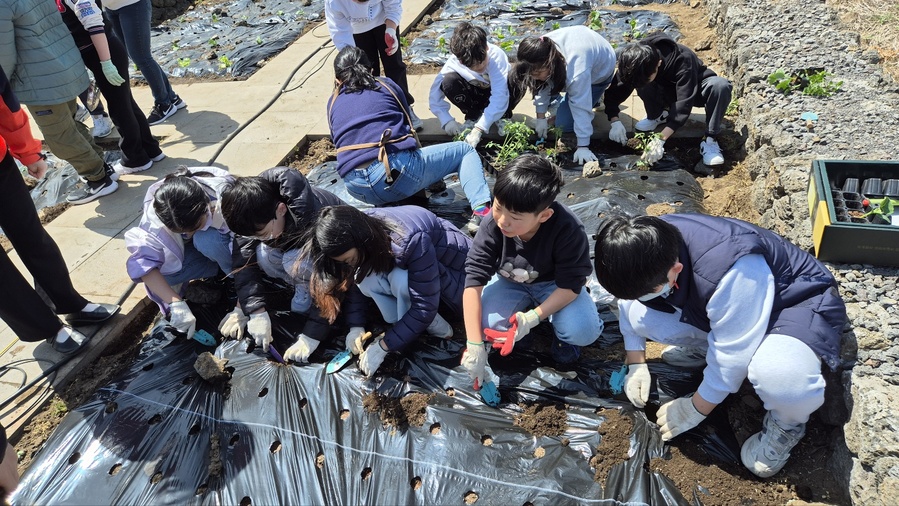 ▲ 14일 실시된 제주시 구좌중앙초등학교의 ‘우영팟 꼬마 농부’ 활동에 참여한 학생들이 체험활동에 전념하고 있다. ⓒ제주특별자치도교육청 제공