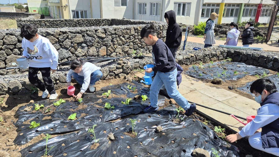 ▲ 14일 실시된 제주시 구좌중앙초등학교의 ‘우영팟 꼬마 농부’ 활동에 참여한 학생들이 체험활동에 전념하고 있다. ⓒ제주특별자치도교육청 제공
