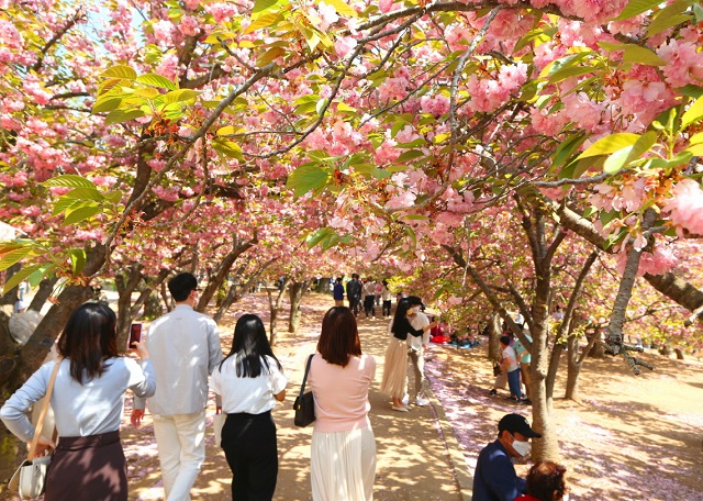 ▲ 지난해 겹벚꽃 개화기에 경주 불국공원을 찾은 관광객들이 활짝 핀 꽃을 배경으로 봄날의 추억을 남기고 있다.ⓒ경주시