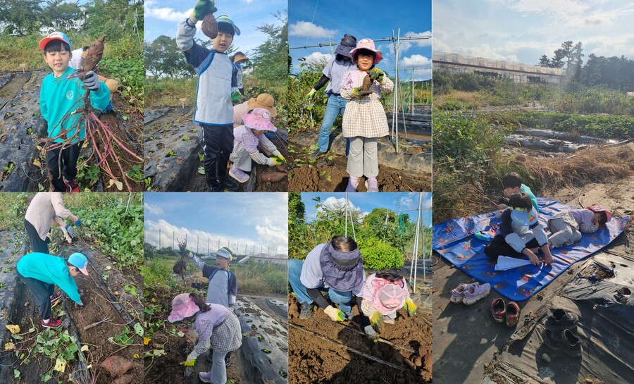 ▲ 제주고등학교의 교육공동체 가족들이 텃밭 가꾸기 활동에 임하고 있다. ⓒ제주특별자치도교육청 제공
