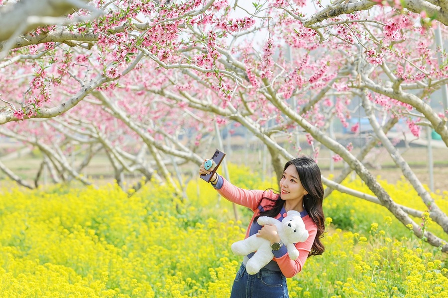 ▲ 청도읍과 화양읍을 비롯한 청도 전역은 지금 복사꽃의 향연으로 장관을 이루고 있다.ⓒ청도군
