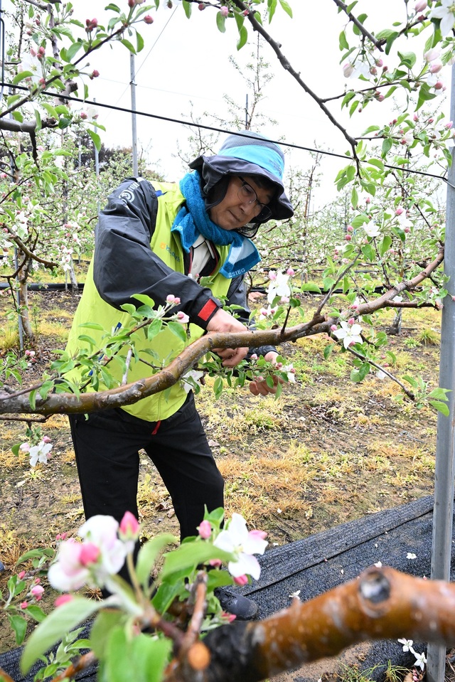 ▲ NH농협손해보험(대표이사 송춘수)은 지난 22일, 최근 대형 산불로 인해 피해를 입은 경북 안동 길안면 소재 사과 농가를 찾아 일손돕기를 실시했다고 23일 밝혔다. 송춘수 대표이사가 사과나무 적화 작업을 하고 있다.ⓒNH농협손해보험