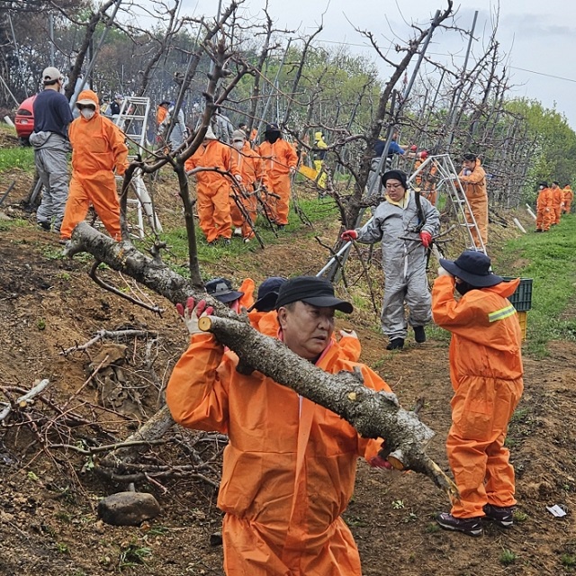 ▲ 한국노총 포항지역지부 조합원 100여명이 영덕 산불피해 농가에서 봉사활동을 펼치고 있다.ⓒ포항시