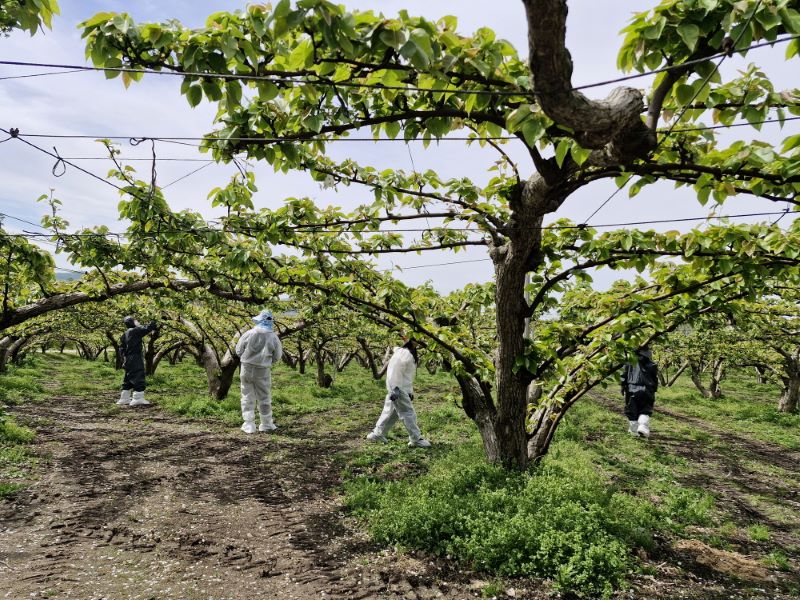▲ 아산시가 충청남도농업기술원과 함께 과수화상병 확산 방지를 위한 합동 예찰을 실시하고 있다.ⓒ아산시