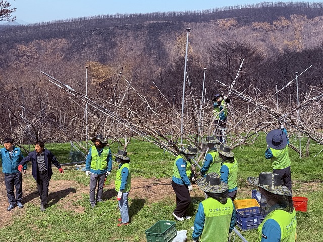 ▲ 포항교육지원청은 25일 대형 산불로 피해를 입은 영덕 지역 농가를 방문해 일손돕기 활동울 하고 있다.ⓒ포항교육청