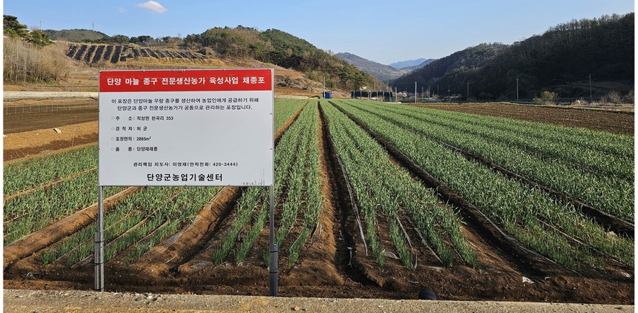 ▲ 단양 마늘 종구 전문생산농가 육성사업 채종포 사진.ⓒ단양군