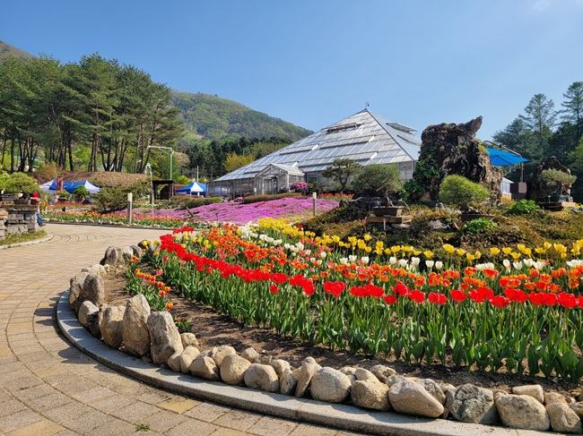 ▲ 양구군이 5월 1일부터 11일까지 양구수목원에서 '양구수목원과 함께하는 튤립 여행' 행사를 개최한다.ⓒ양구군