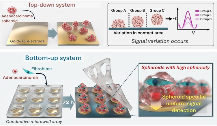 ▲ 기존 전기화학 기반 체외 약물 스크리닝 방식(위)과 Bottom-up system 기반 전기화학 항암 약물 스크리닝 플랫폼 비교 모식도.ⓒ성균관대