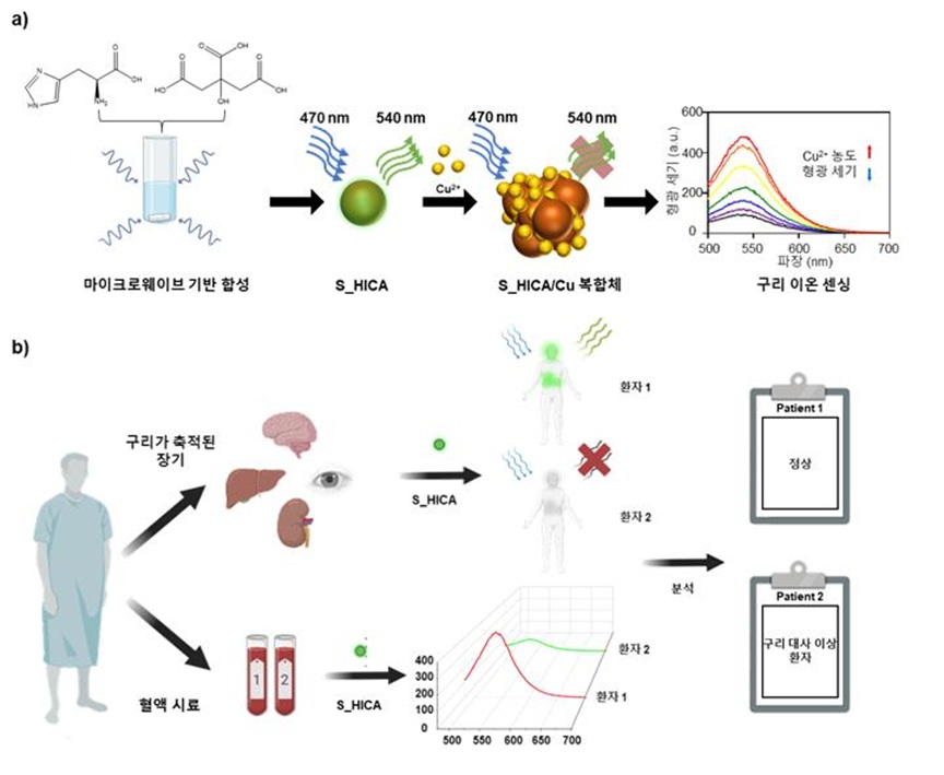 ▲ 나노 크기의 황 도핑 탄소점이 구리 이온과 복합체를 형성하면서 탄소점의 형광 세기가 감소하는 형광의 정적 소광 현상을 보여준다. 이를 활용하면 체내 구리가 축적된 장기 또는 혈액에서 구리 이온을 신속하게 감지할 수 있어 구리 대사 이상 질환 진단 등 폭넓은 분야에 적용할 수 있다.ⓒ가톨릭대