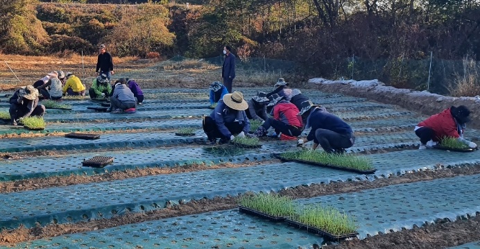 ▲ 도시농부들이 마늘심기를 하고 있다.ⓒ충북도