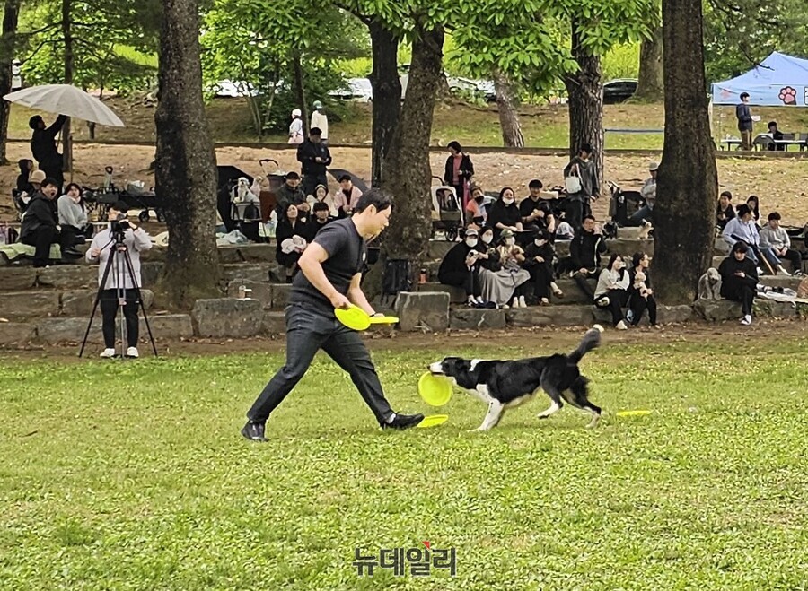▲ 둥근 플라스틱 원반을 손으로 던져서 반려견이 받는 놀이인 프리스비 게임 장면.ⓒ김정원 기자